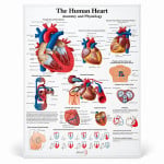 Human Heart Chart